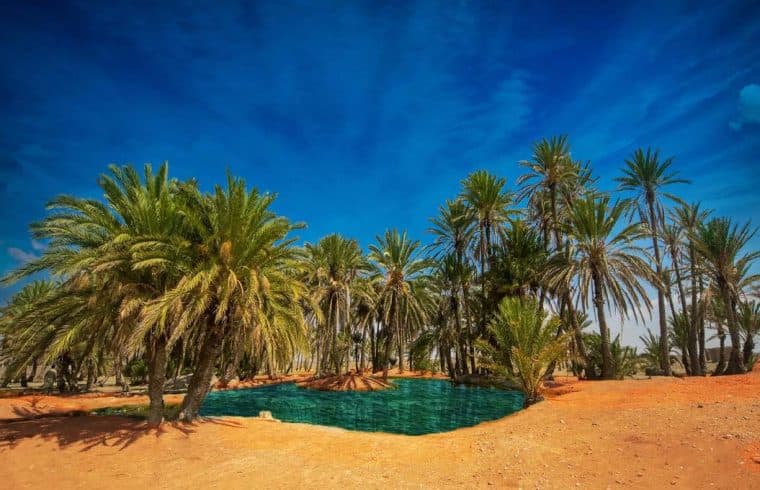 Balochistan Date Palm Farms