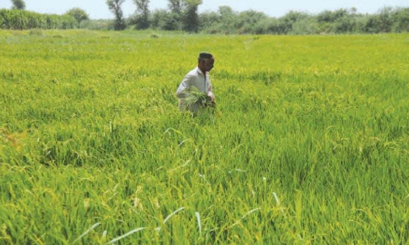 Sindhi Rice Fields Experience