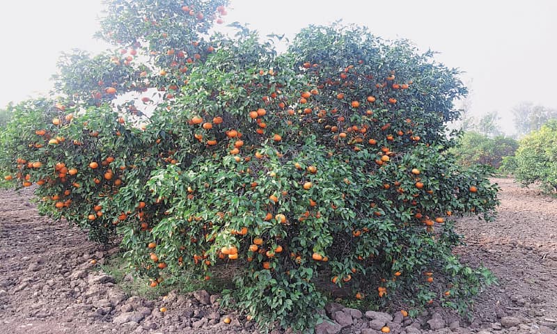 Sargodha Citrus Orchards