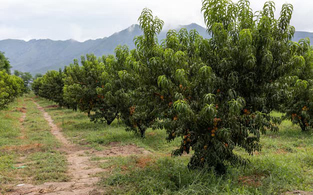 Swat Valley Organic Vegetable Farm